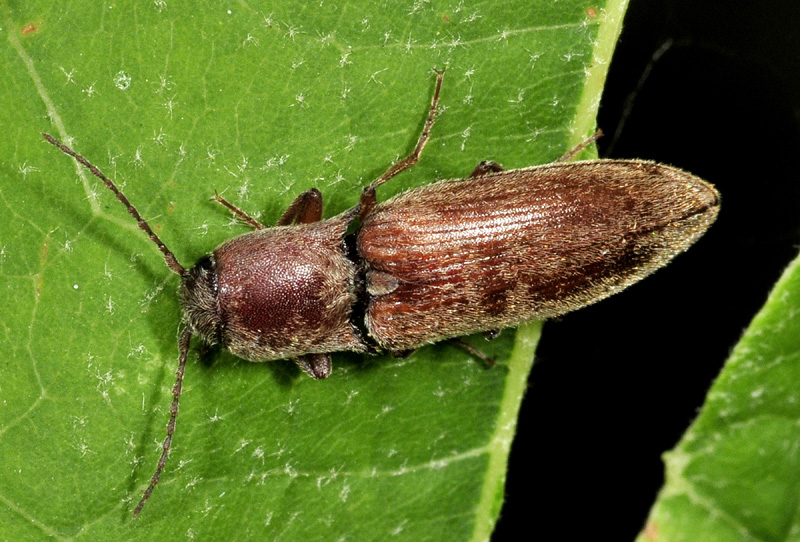 Elateridae:  Agriotes sp.